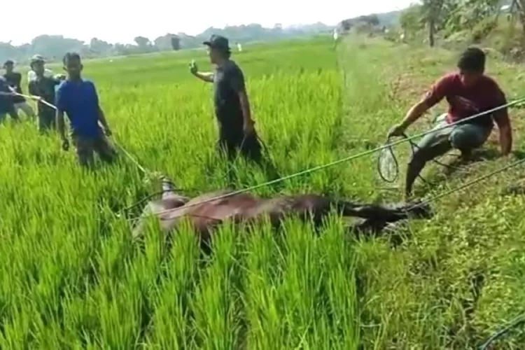 Dua Kejadian Pelepasan Sapi Kurban Terjadi di Klaten Selama Perayaan Idul Adha 1445 H