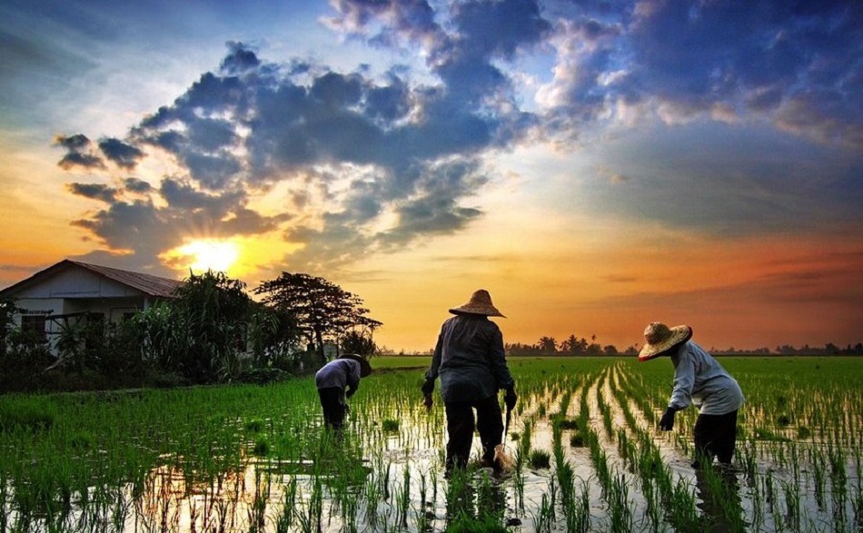 Peningkatan Produktivitas Pertanian di Indonesia