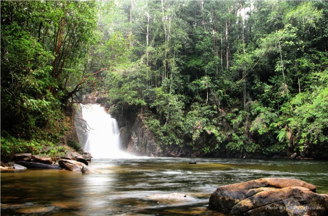 Pentingnya Konservasi Hutan di Indonesia