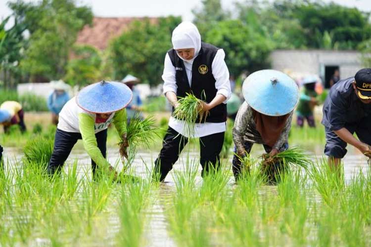 Pentingnya Inovasi dalam Menghadapi Ketahanan Pangan