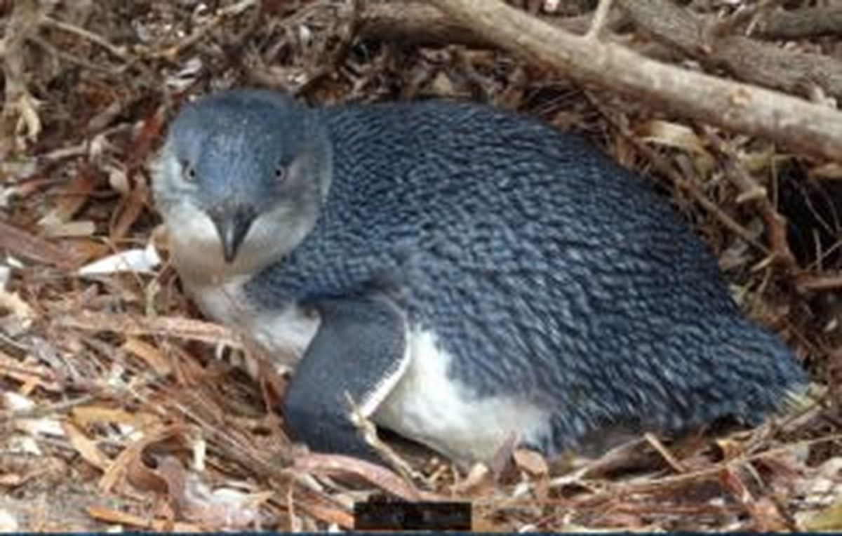 Upaya Penyelamatan Little Penguin Australia: Ketika Pariwisata Mengancam Kelestarian Spesies