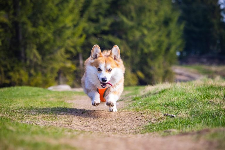 Corgi: Si Kaki Pendek yang Memikat Hati Dunia