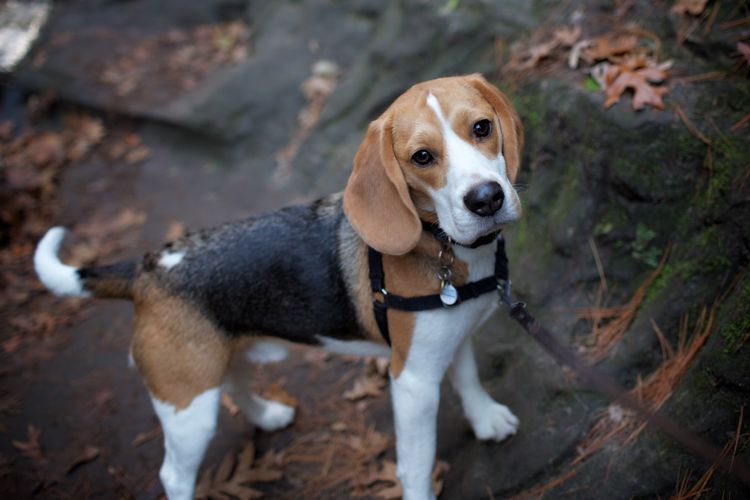 Beagle: Si Hidung Super dengan Hati Lembut yang Bikin Jatuh Cinta