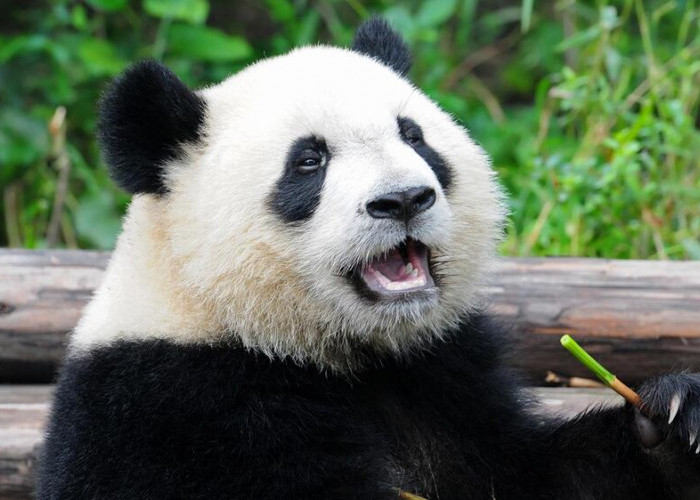 Bukan Cuma Imut, Ini Fakta Unik Panda yang Jarang Orang Tahu!